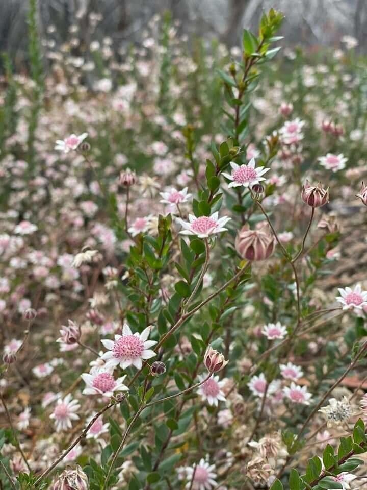 Actinotus minor habit