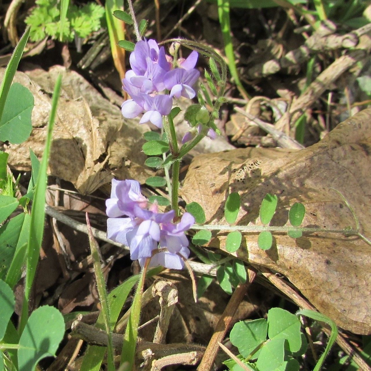 Vicia ludoviciana flower