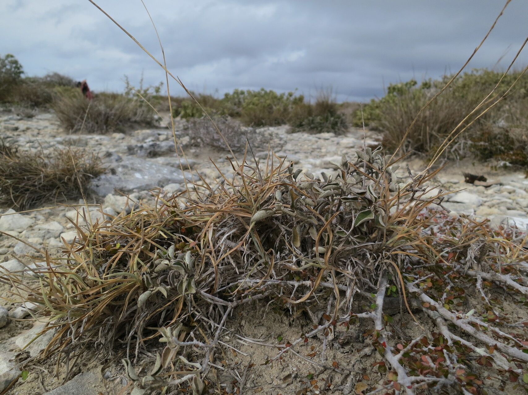 Chrysopogon humbertianus — search result for 'Chrysopogon'