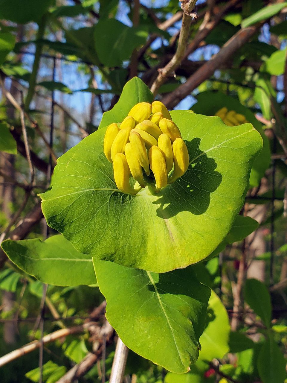 Lonicera flava flower