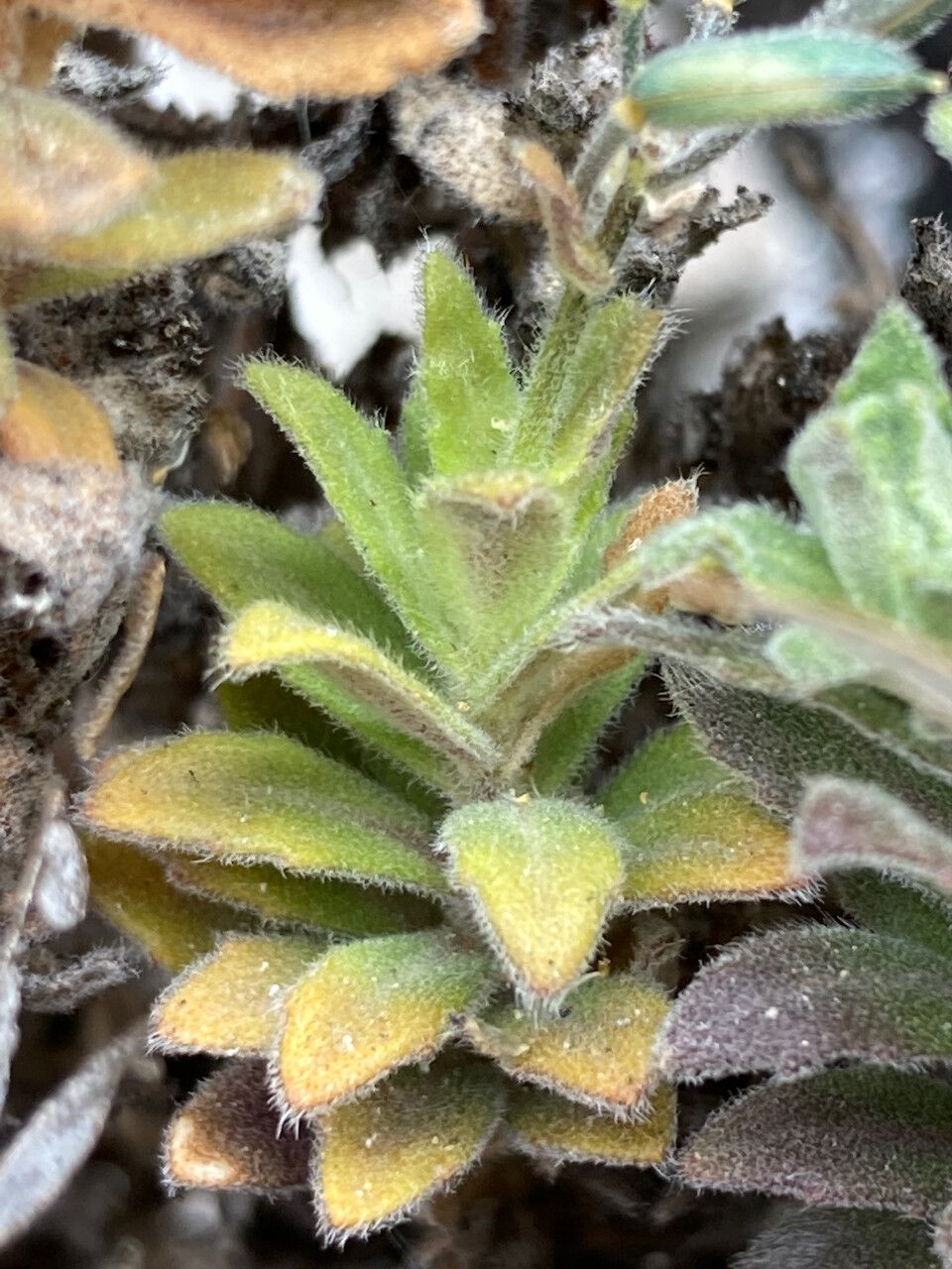 Draba hallii leaf