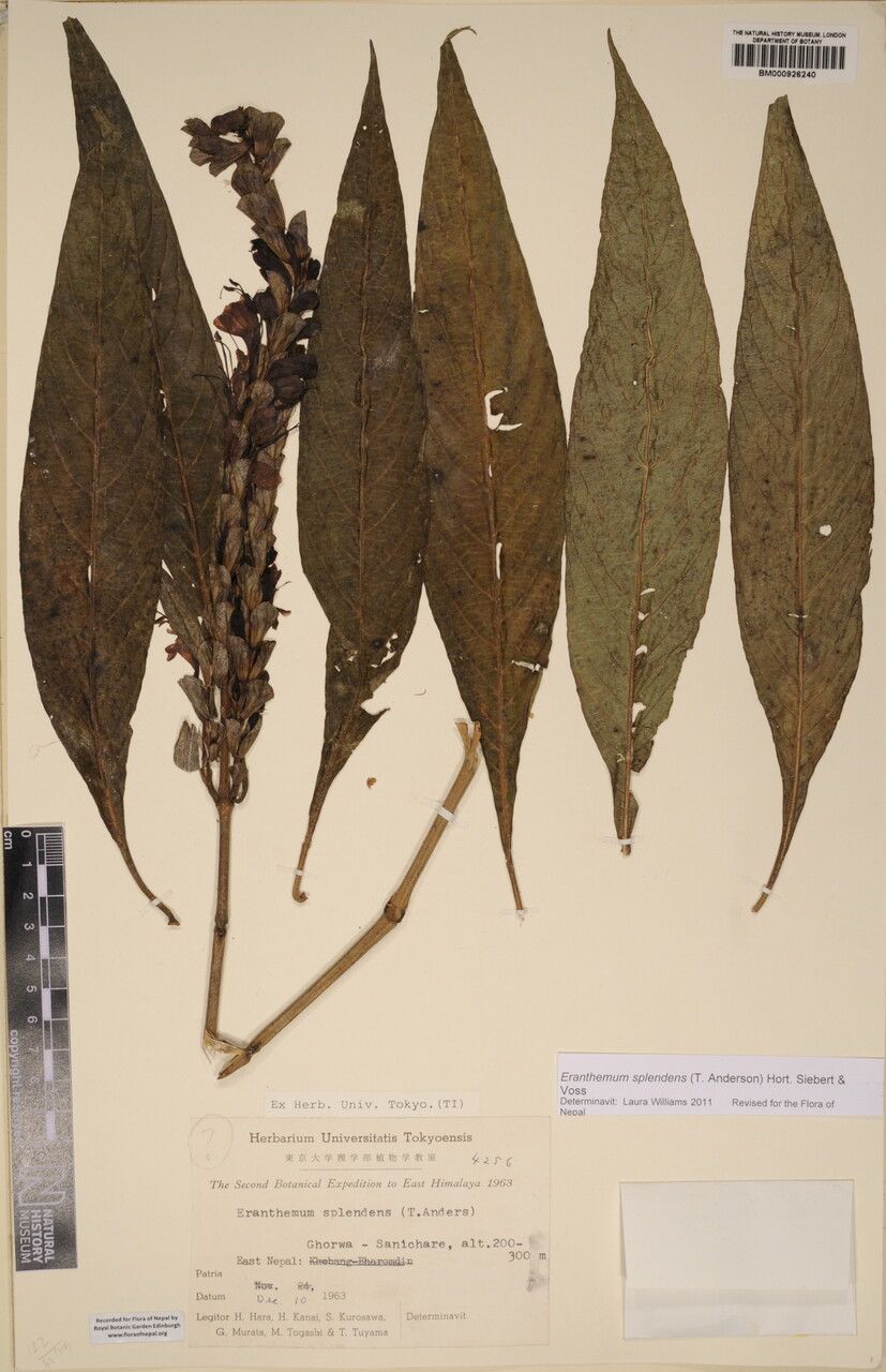 Eranthemum splendens — related species from the same genus