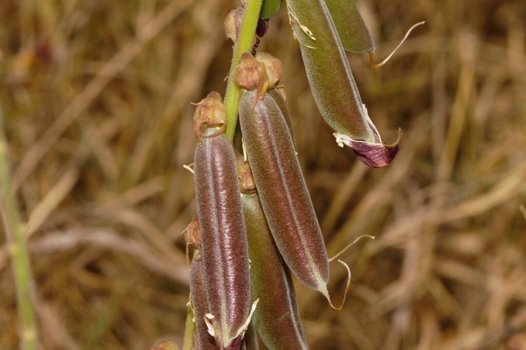 Crotalaria rogersii fruit
