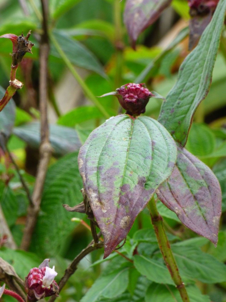 Tristemma mauritianum — houseplant care guide