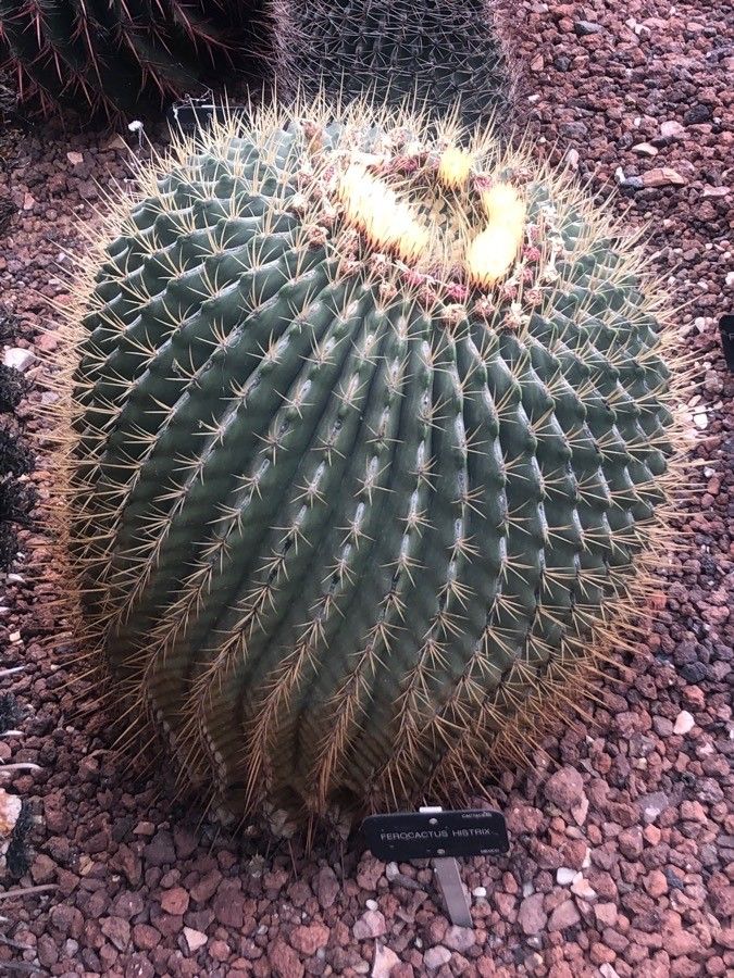Ferocactus histrix — houseplant care guide