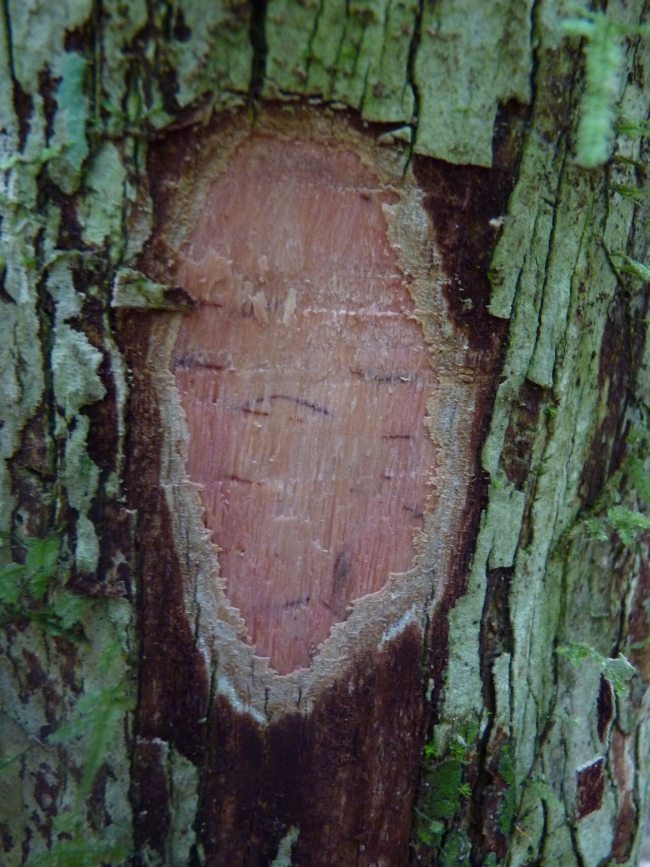 Eugenia mouensis bark