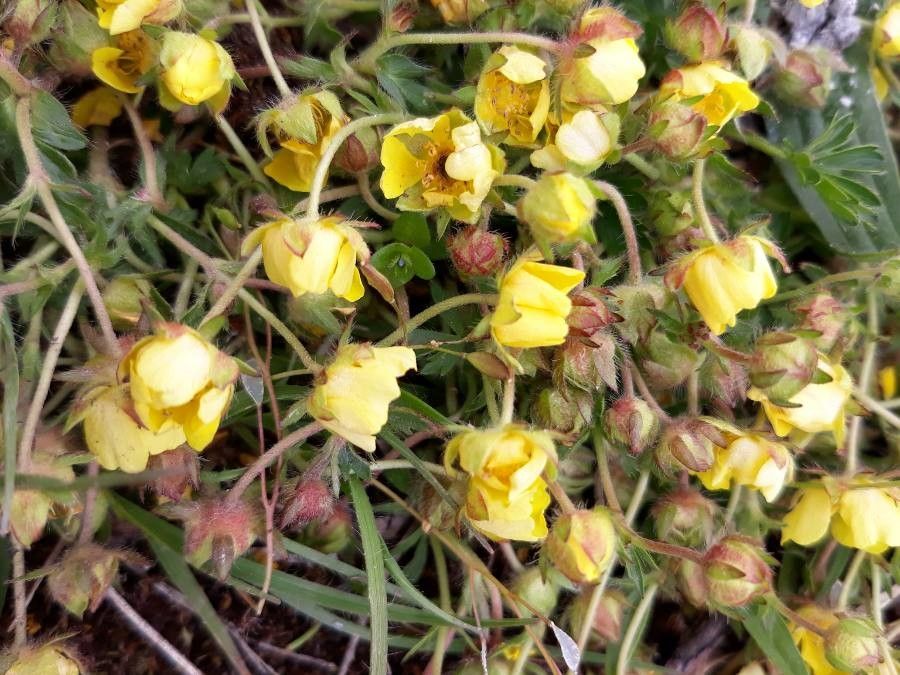 Helianthemum origanifolium flower