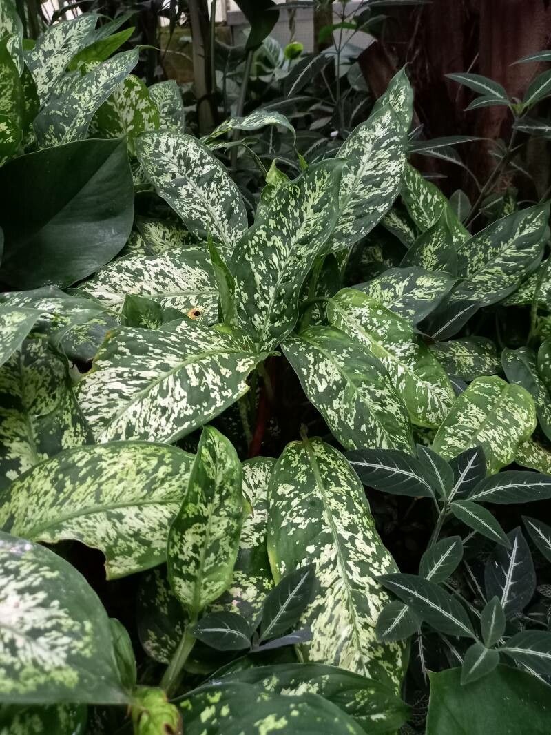 Dieffenbachia fosteri habit