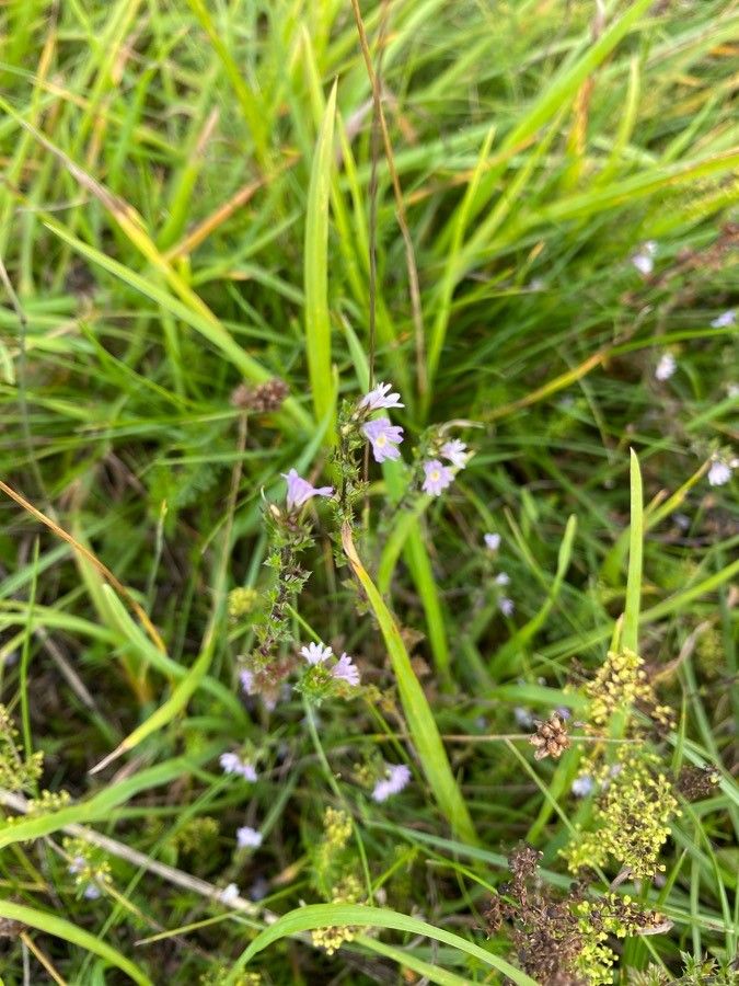 Euphrasia micrantha — search result for 'Euphrasia'