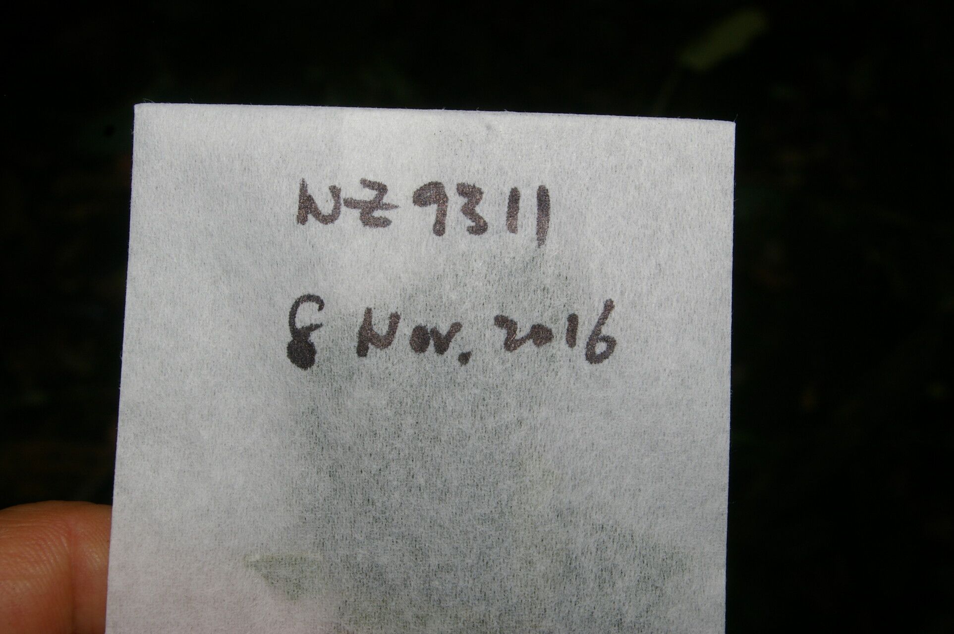 Ocotea valerioides bark