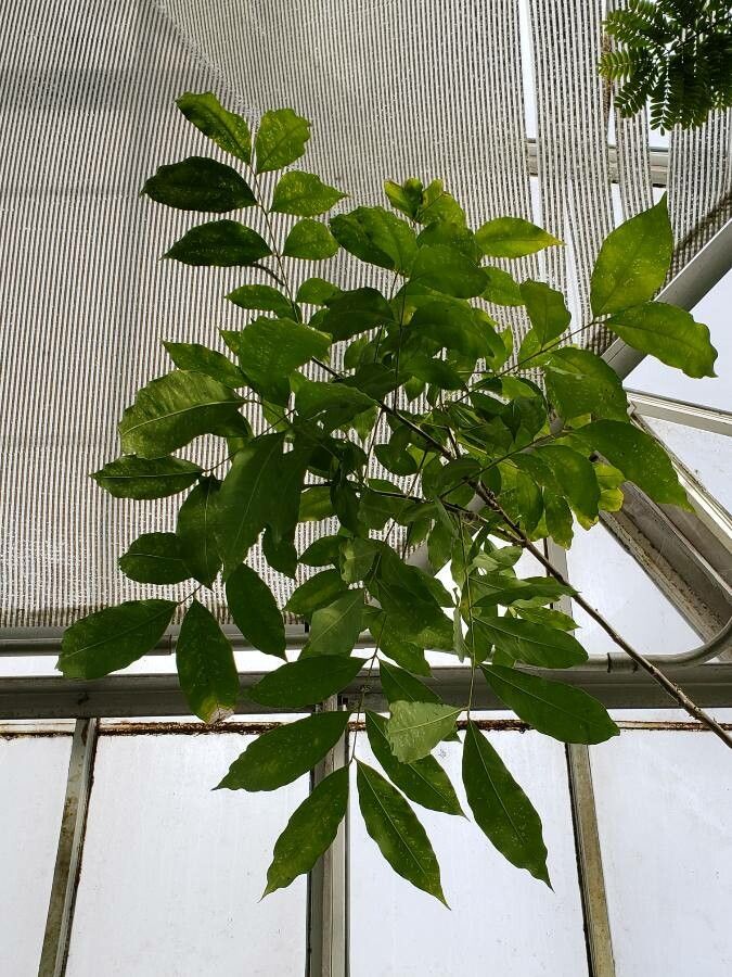 Sapindus saponaria leaf