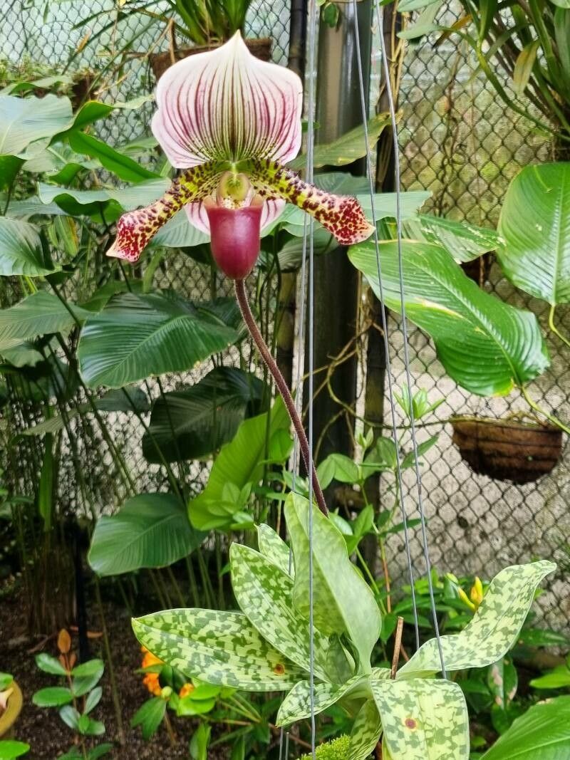 Paphiopedilum acmodontum habit