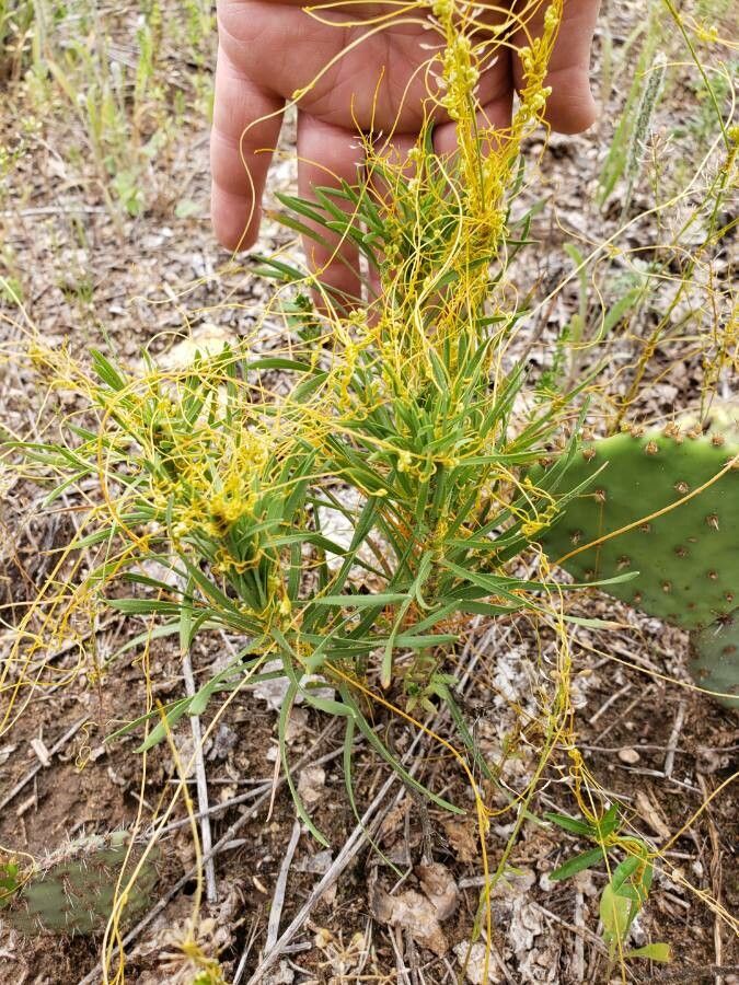 Cuscuta indecora flower