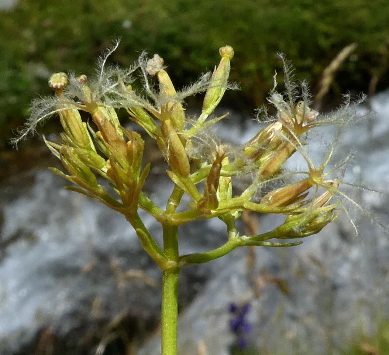 Valeriana apula fruit