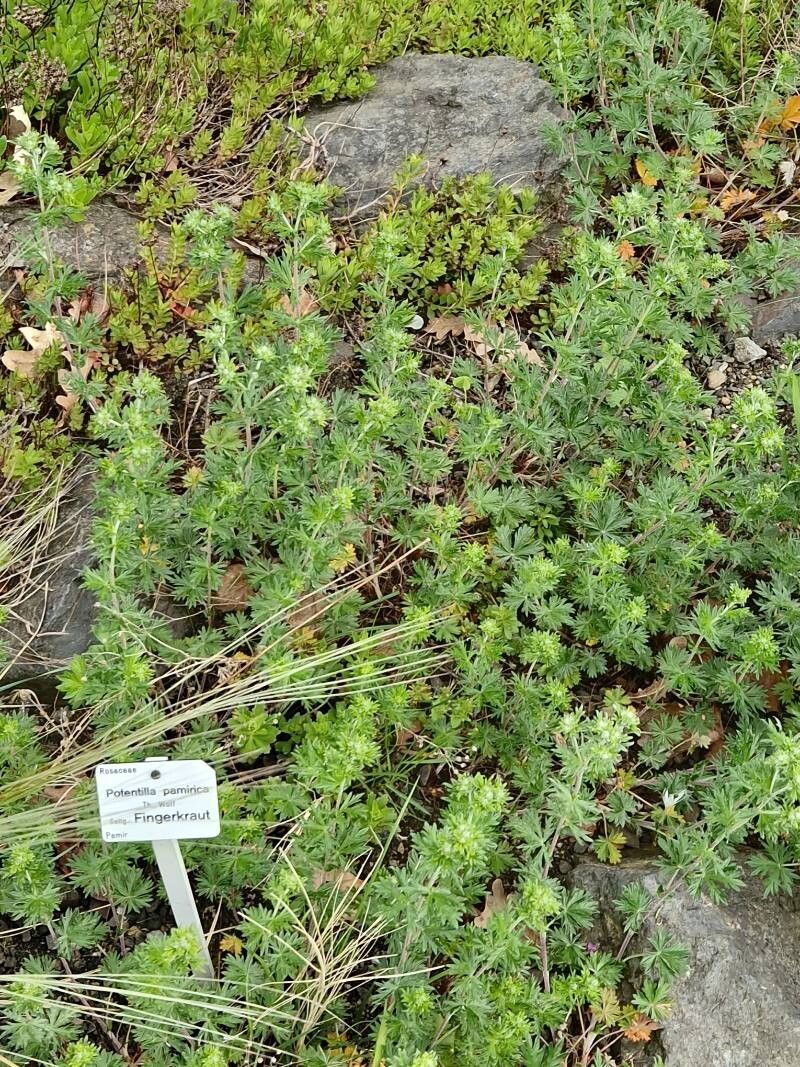 Potentilla pamirica other