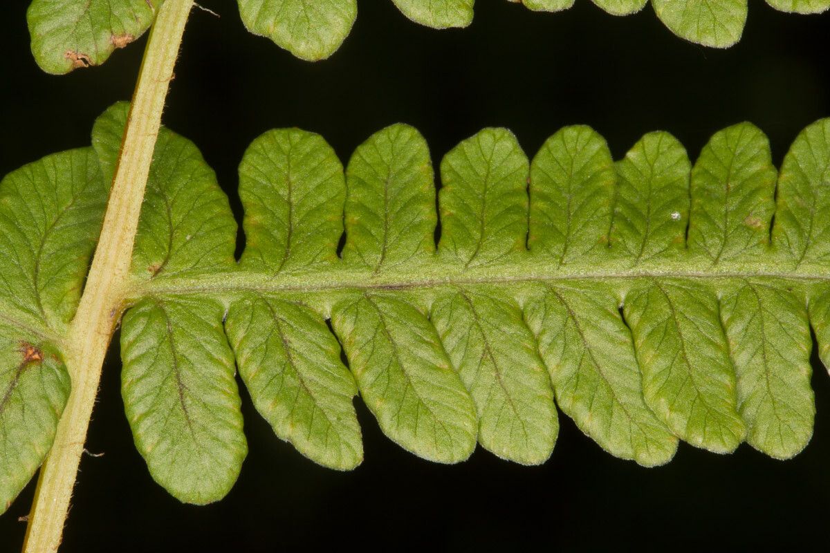 Thelypteris limbosperma — search result for 'Thelypteris'