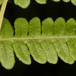 Thelypteris limbosperma