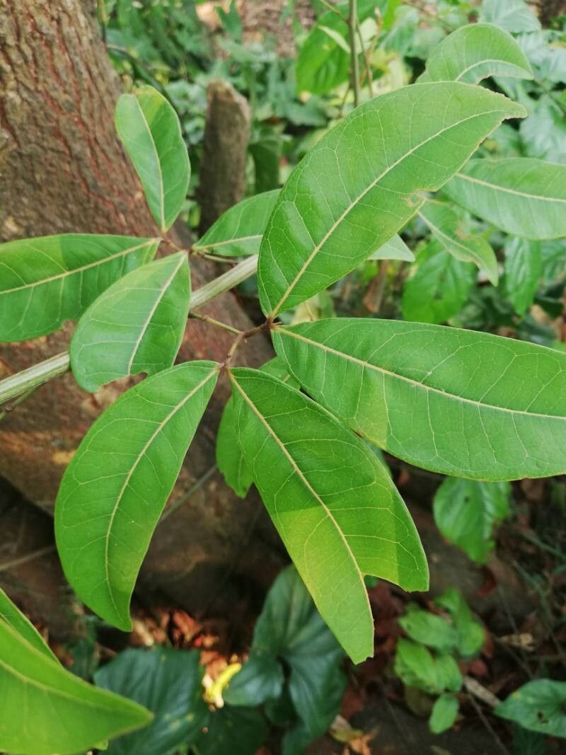 Albizia laurentii leaf