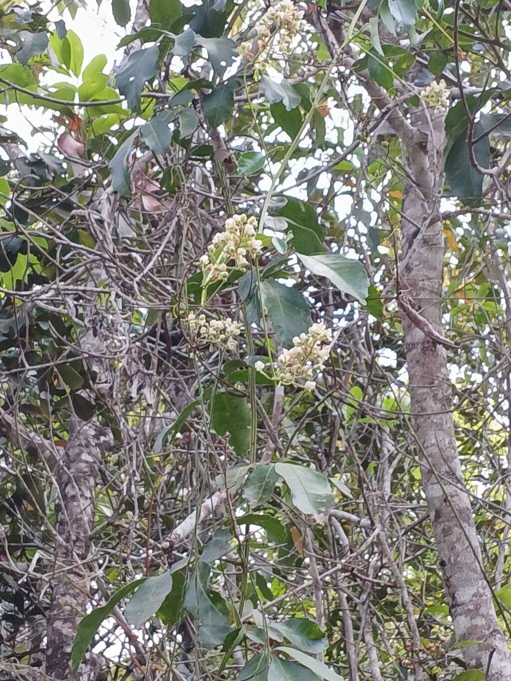 Serjania lethalis flower