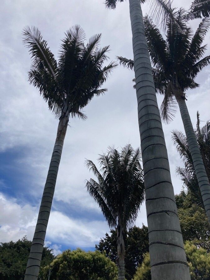 Ceroxylon quindiuense habit