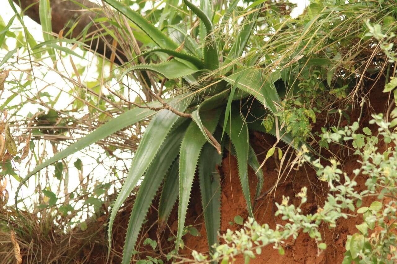 Aloe butiabana — houseplant care guide