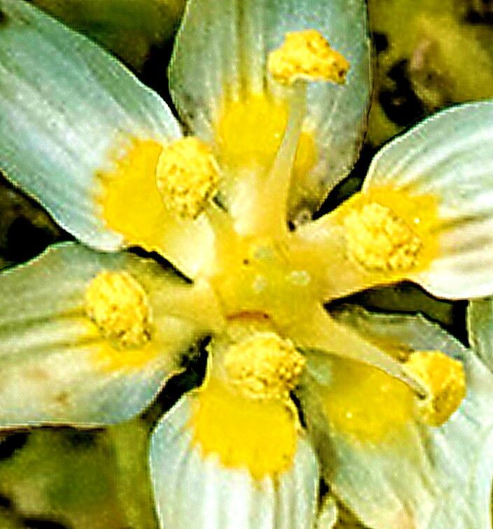 Toxicoscordion micranthum — related species from the same genus