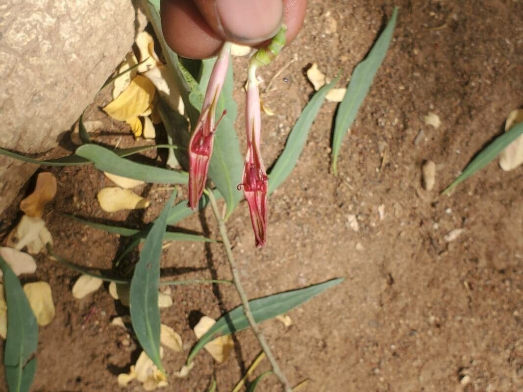 Tapinanthus cordifolius flower