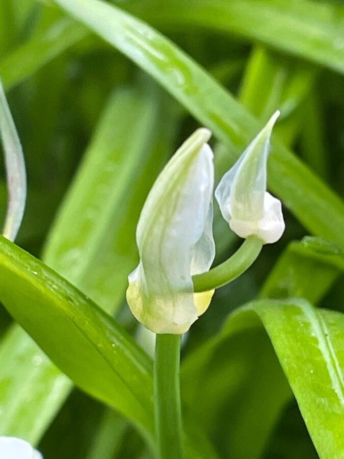 Allium paradoxum flower