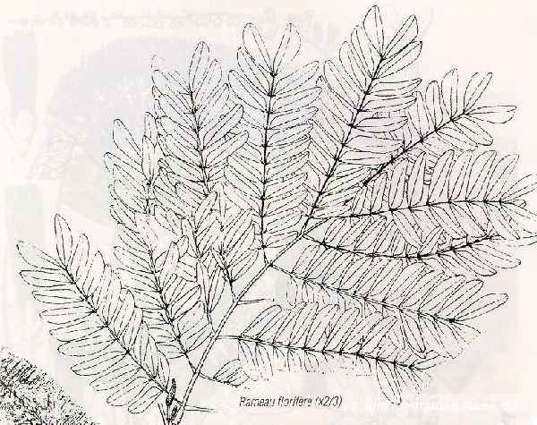 Archidendropsis lentiscifolia other