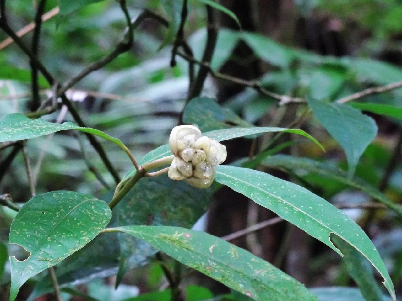 Psychotria urbaniana fruit