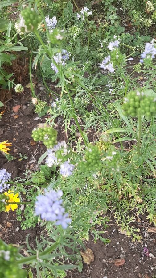 Gilia capitata fruit