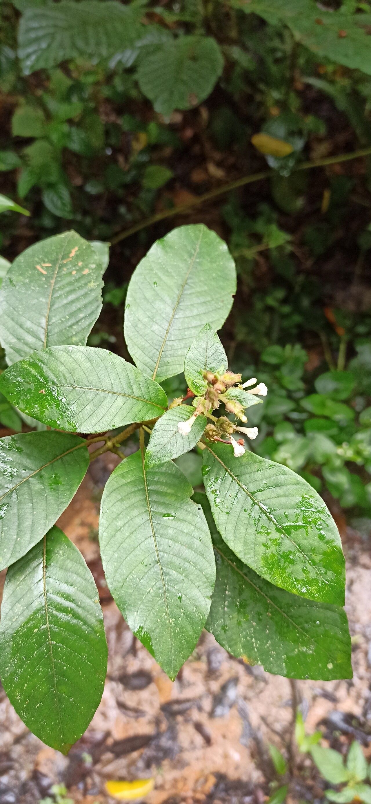 Sabicea capitellata flower