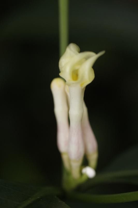 Tabernaemontana disticha flower