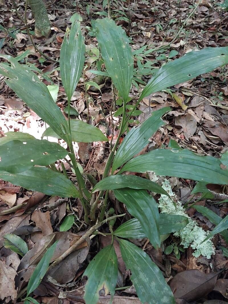 Calanthe madagascariensis habit