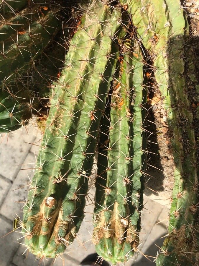 Echinocereus enneacanthus bark