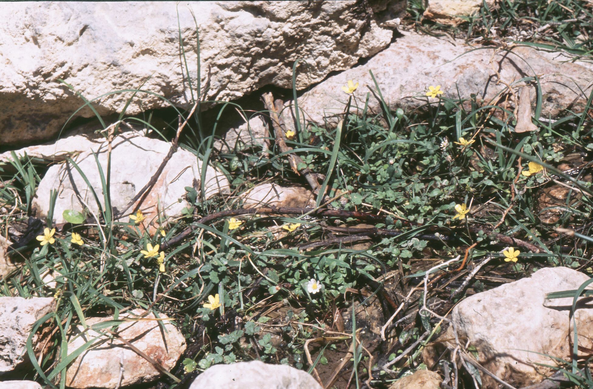 Ranunculus weyleri — houseplant care guide