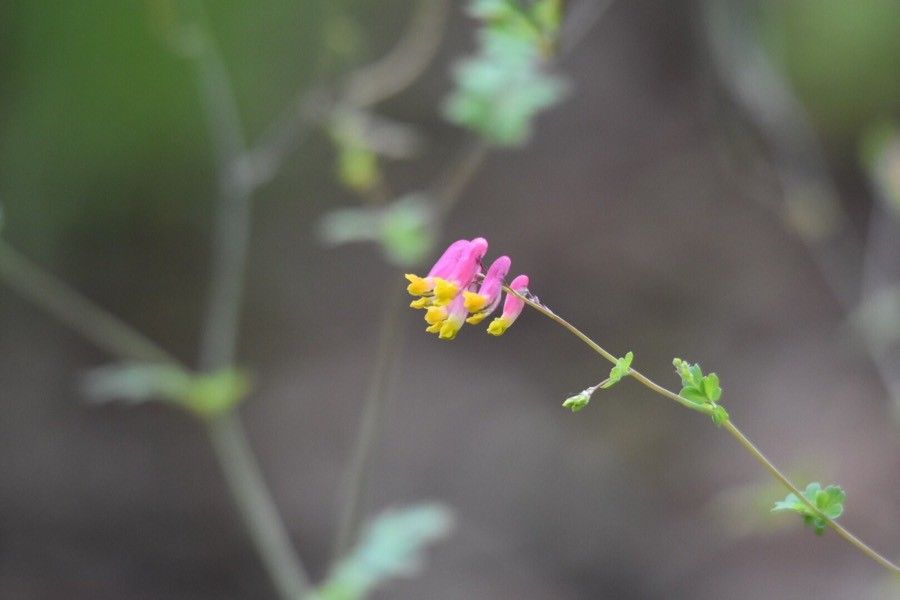 Corydalis sempervirens flower