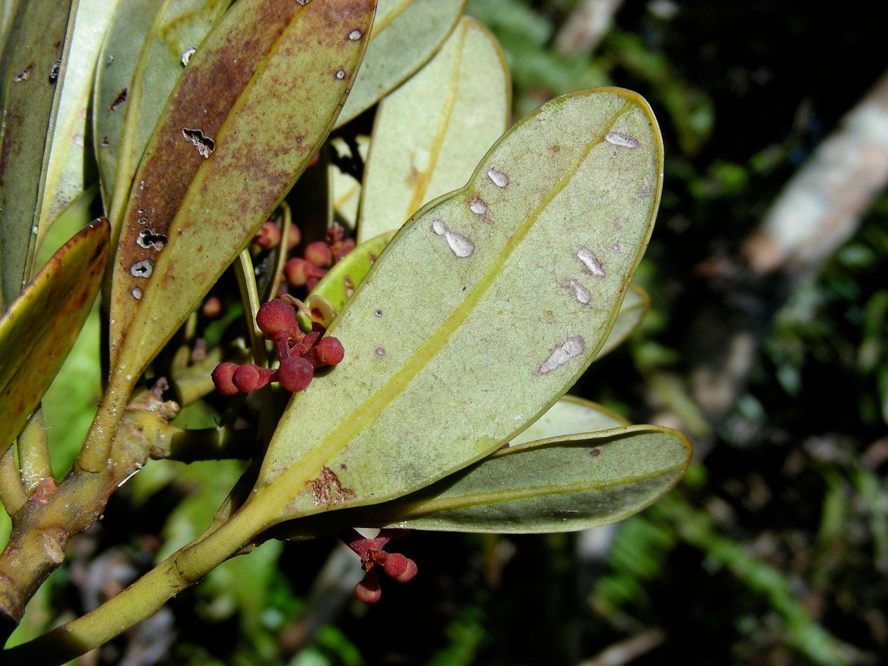 Zygogynum tanyostigma — houseplant care guide