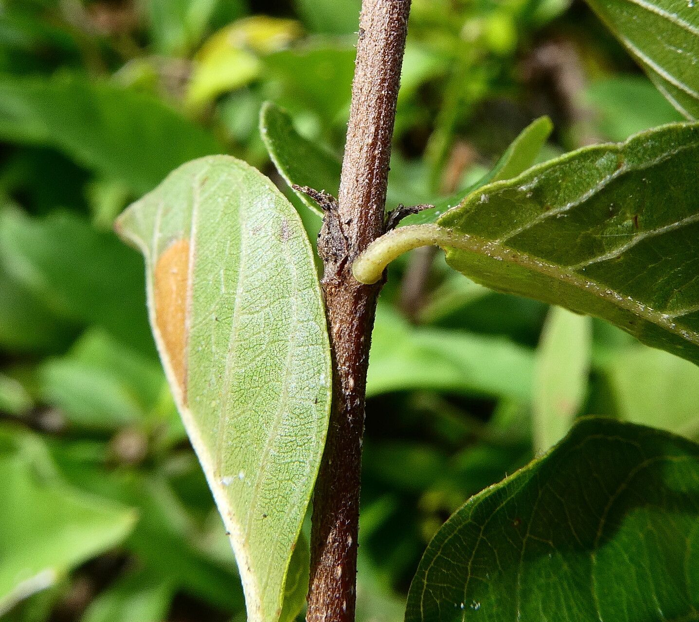 Guettarda odorata — houseplant care guide