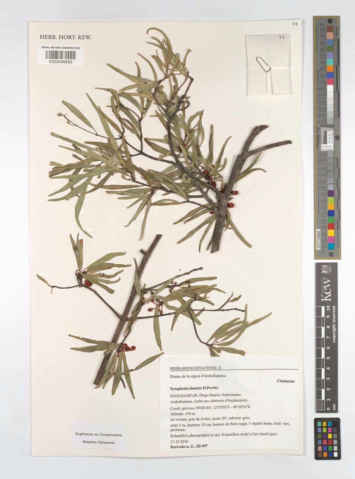 Symphonia linearis — related species from the same genus