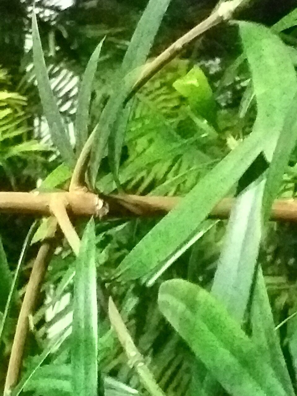 Podocarpus latifolius bark