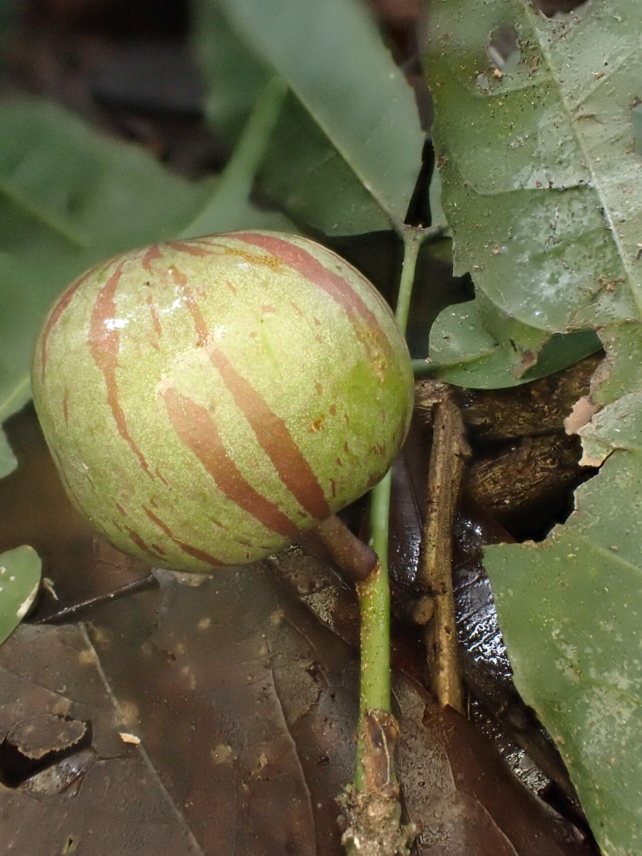 Salacia pallescens fruit