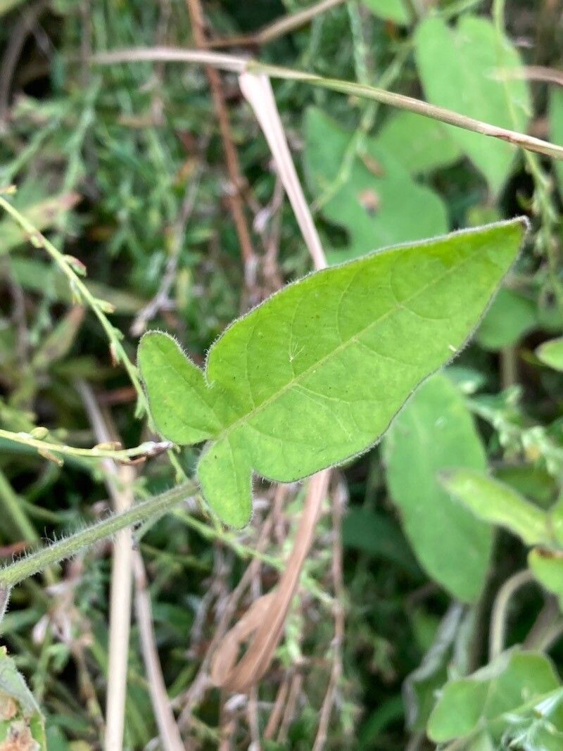 Solanum lyratum — search result for 'Cambodia'