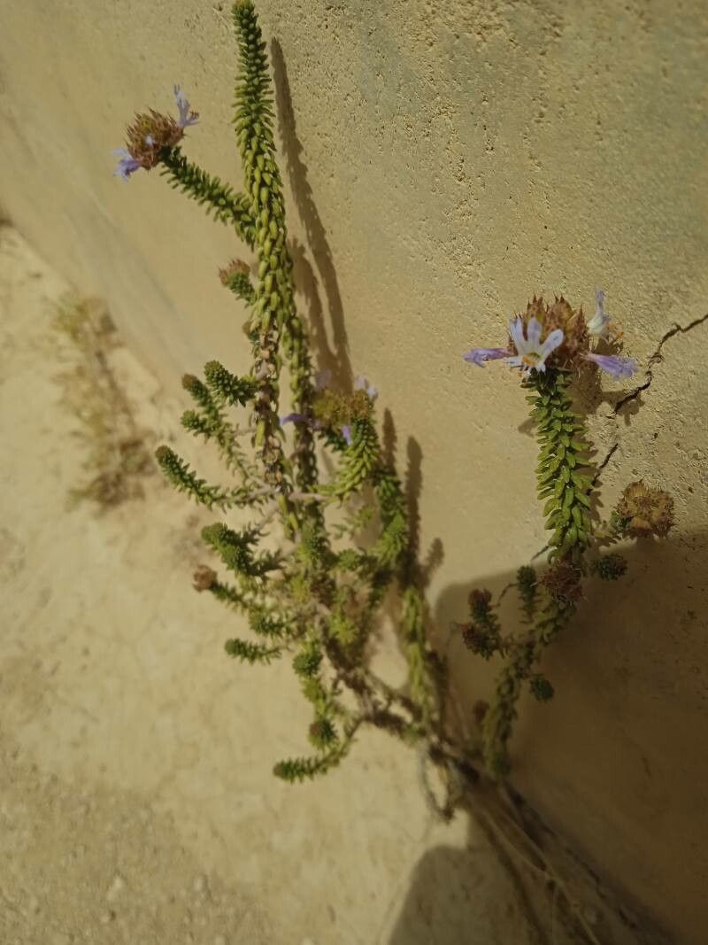 Coris hispanica — related species from the same genus