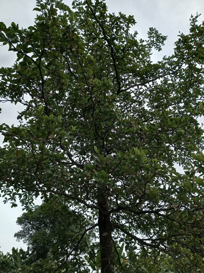 Elaeocarpus tuberculatus habit