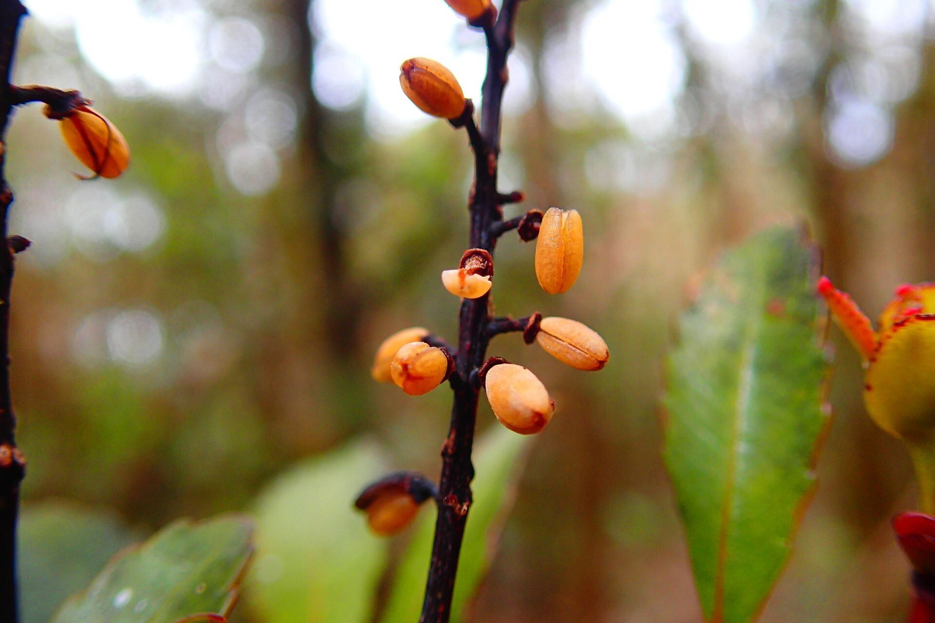 Cunonia montana fruit