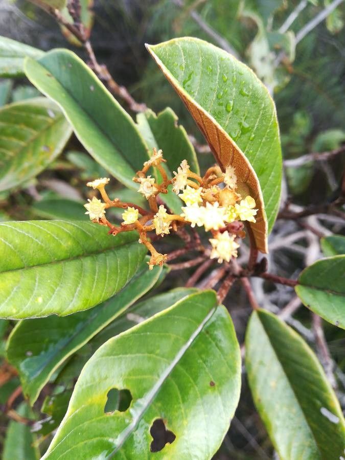 Alphitonia neocaledonica flower