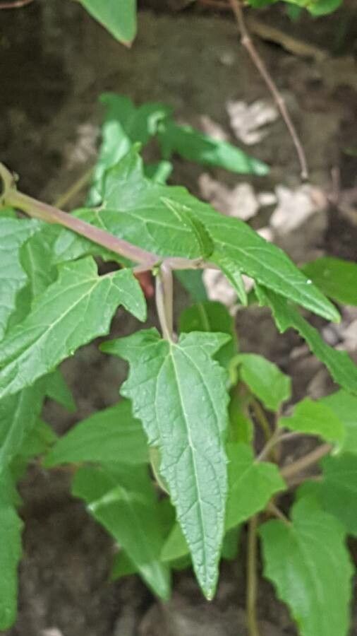 Canarina canariensis — search result for 'Canary Islands'