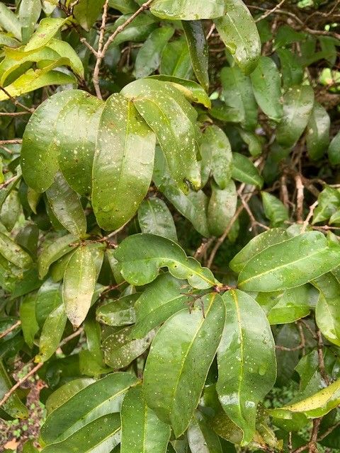Syzygium corynocarpum leaf
