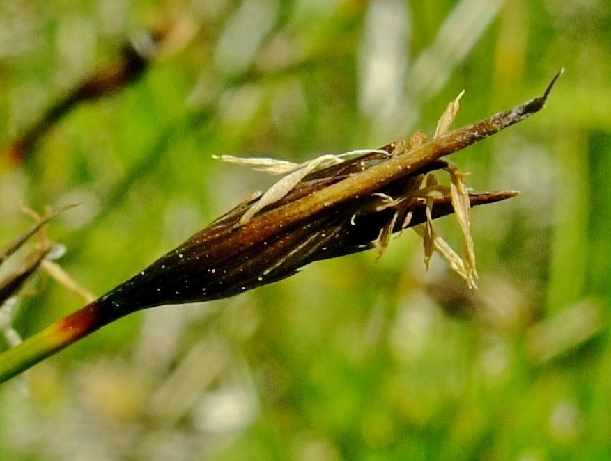 Schoenus ferrugineus flower